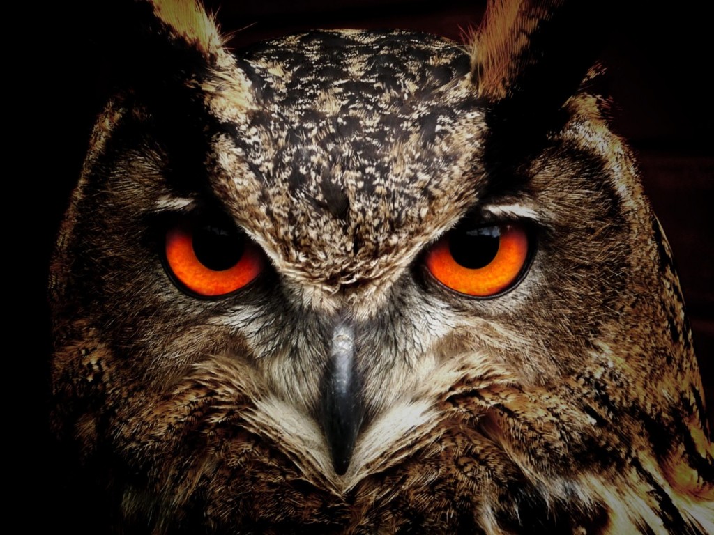 owl-50267-1200x900